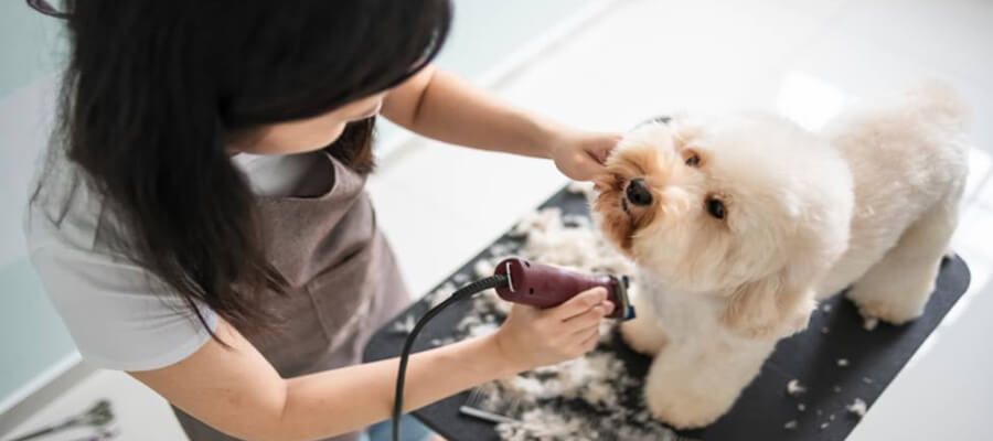How to Keep Your Dog’s Coat Shiny and Healthy